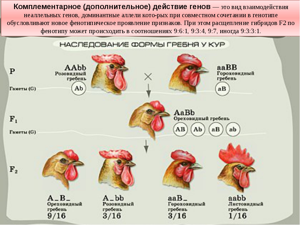 Гетерозиготную курицу с гребнем и голыми. Наследование формы гребня у кур. Комплементарное взаимодействие неаллельных генов. Неаллельные гены комплементарность. Наследование формы гребня у кур генетическая.