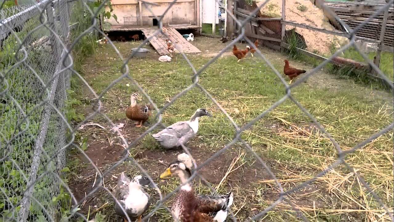 Как защитить кур и курятник от хищников