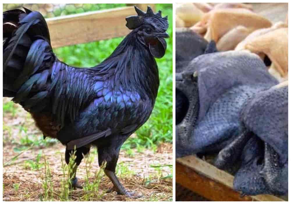Аям-пелунг - голосистая порода кур. Описание, характеристики, содержание, выращивание и кормление
