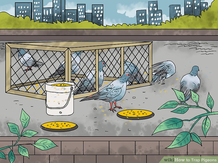 Как поймать голубя на улице посредством ловушки или голыми руками