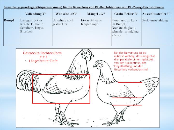 Птичий язык и терминология куриного царства