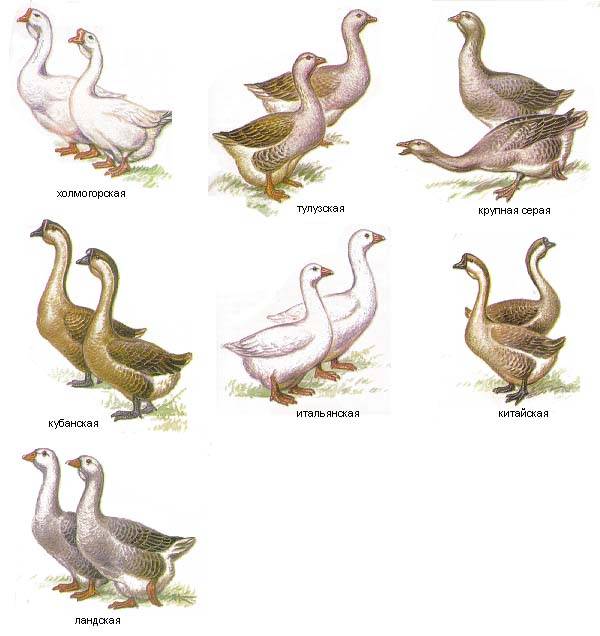 Породы домашних гусей
