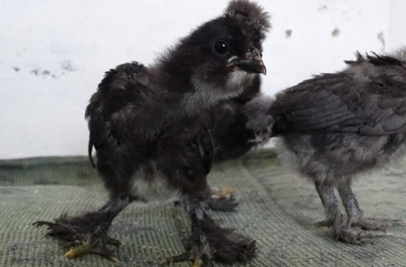 Сибирская порода кур – описание Мохноножки, фото и видео
