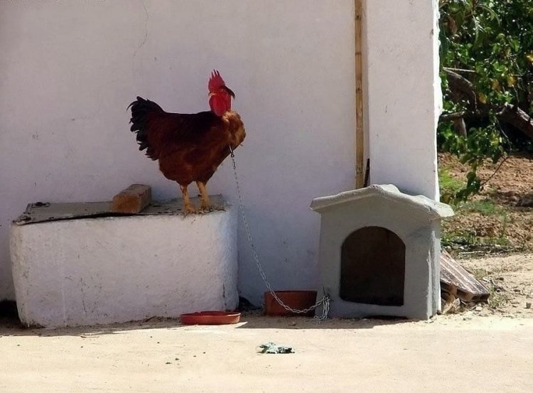 Как курица у соседки участок охраняла