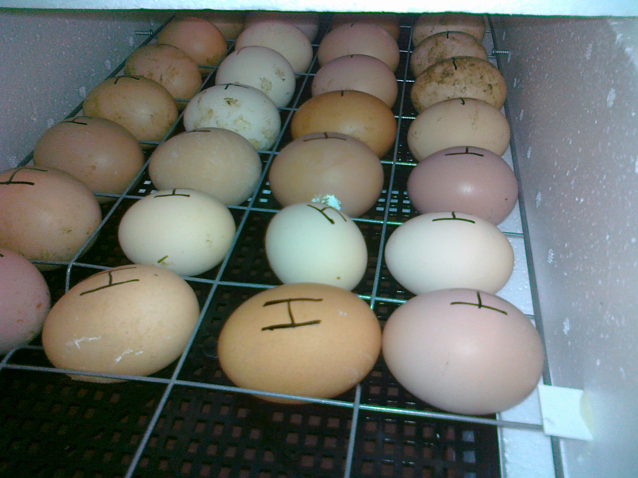 Как правильно закладывать гусиные яйца в инкубатор и когда появятся гусята