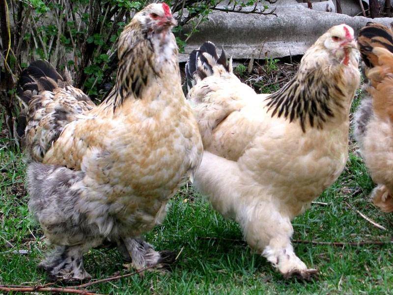 Ереванская порода кур – описание, фото и видео