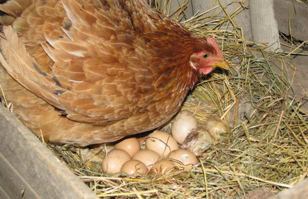 Курица села высиживать яйца зимой, что делать?