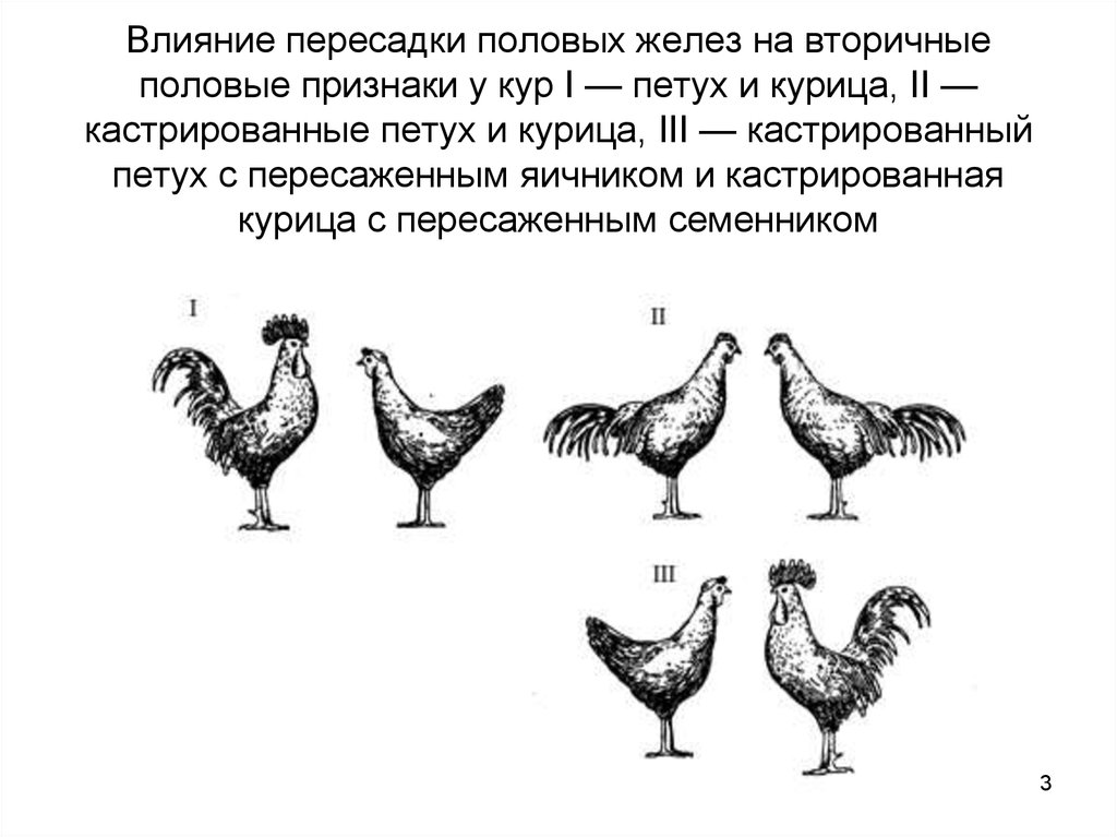 Как узнать возраст курицы?