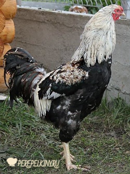 Куланги порода кур Дакан – описание, фото и видео