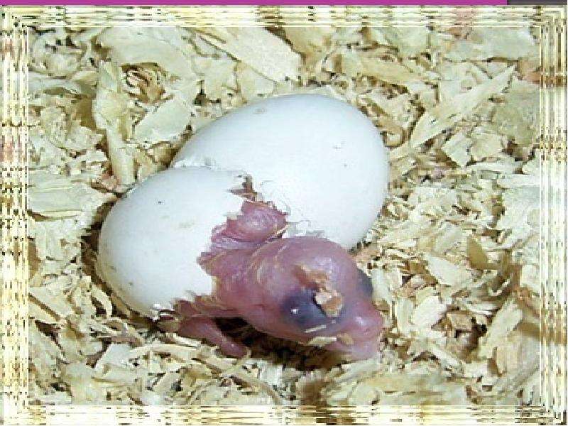 Как вылупляются цыплята: через сколько дней они выводятся в инкубаторе, как помочь птенцу выбраться из яйца?