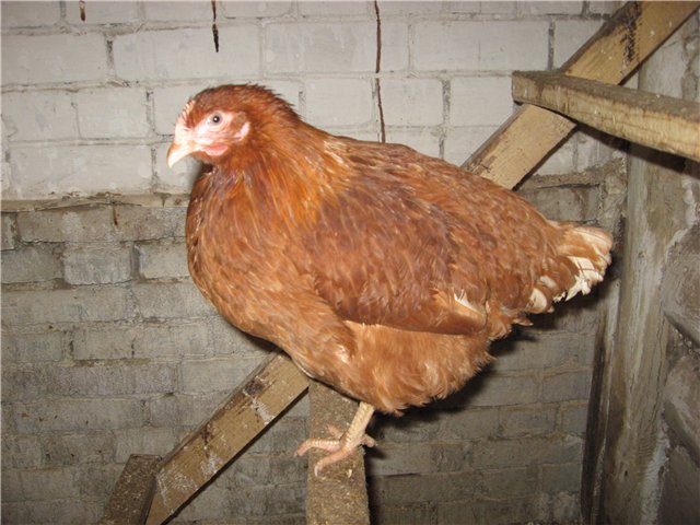 Редбро порода кур – описание, фото и видео