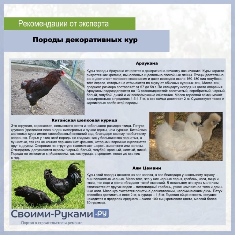 Морозоустойчивые породы кур – описание и фото несушек