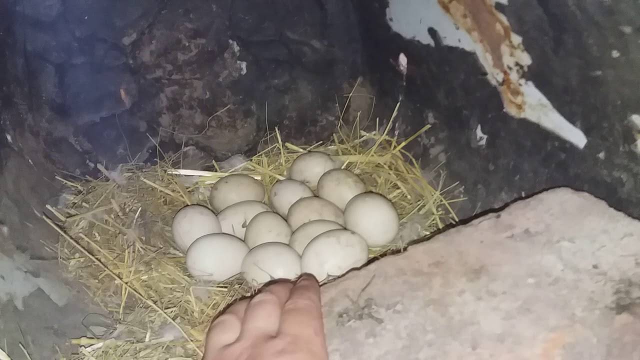 Какие яйца можно подкладывать под индоутку