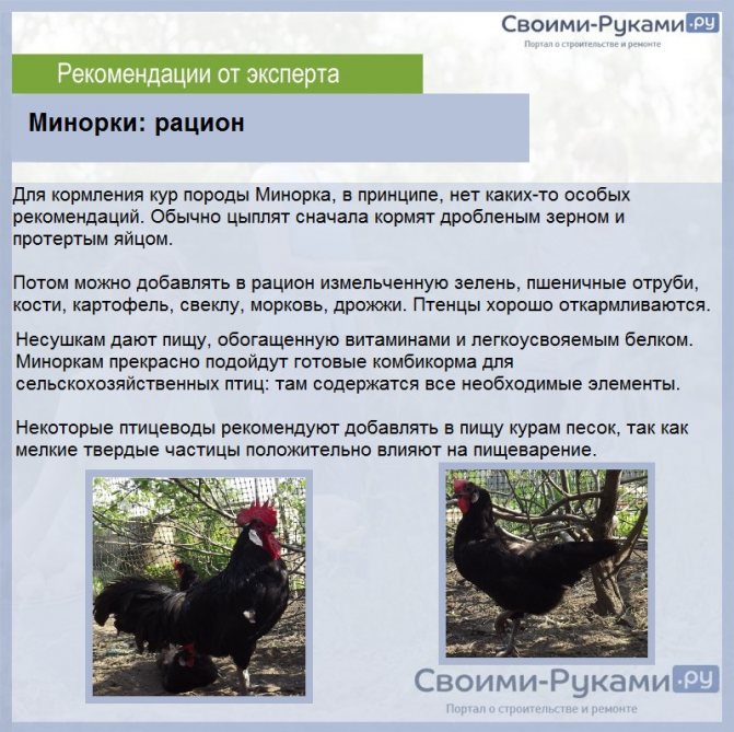 Красная кубанская - яичный кросс кур. Описание, характеристики, особенности выращивания, инкубация