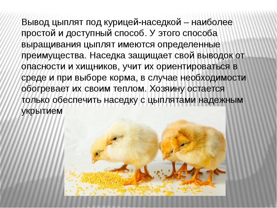Когда цыплят можно выпускать в общий курятник и как правильно подселить их ко взрослым курам?