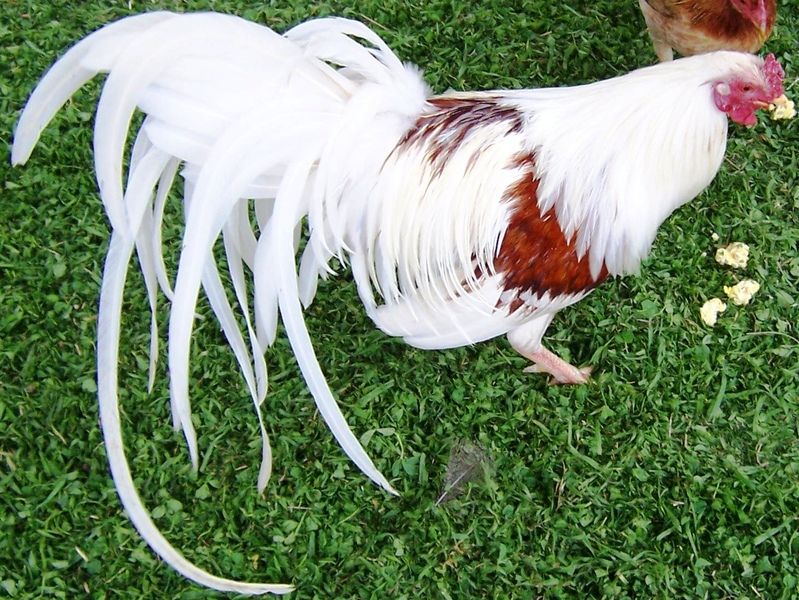 Феникс - декоративная порода кур с длинным хвостом. Описание, характеристики, особенности содержания, кормление