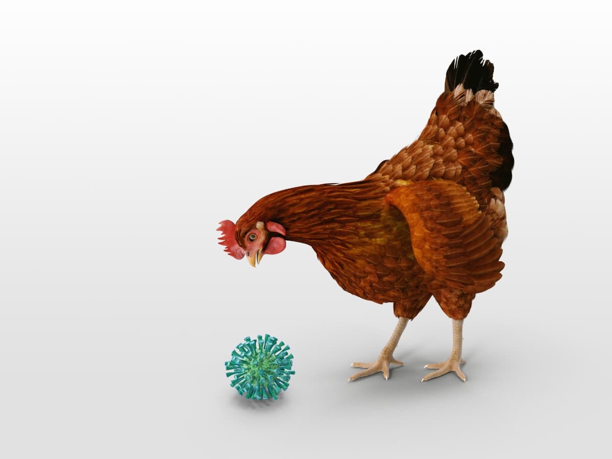 Болеют ли куры коронавирусом и способны ли они заразить человека?