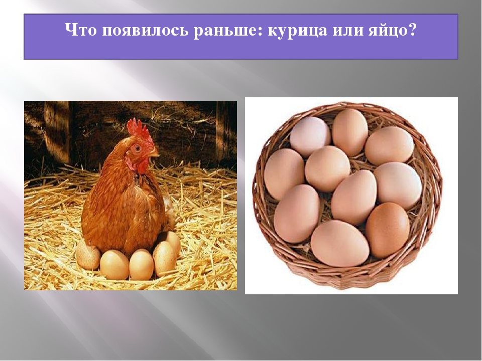 Что было первым: курица или яйцо?