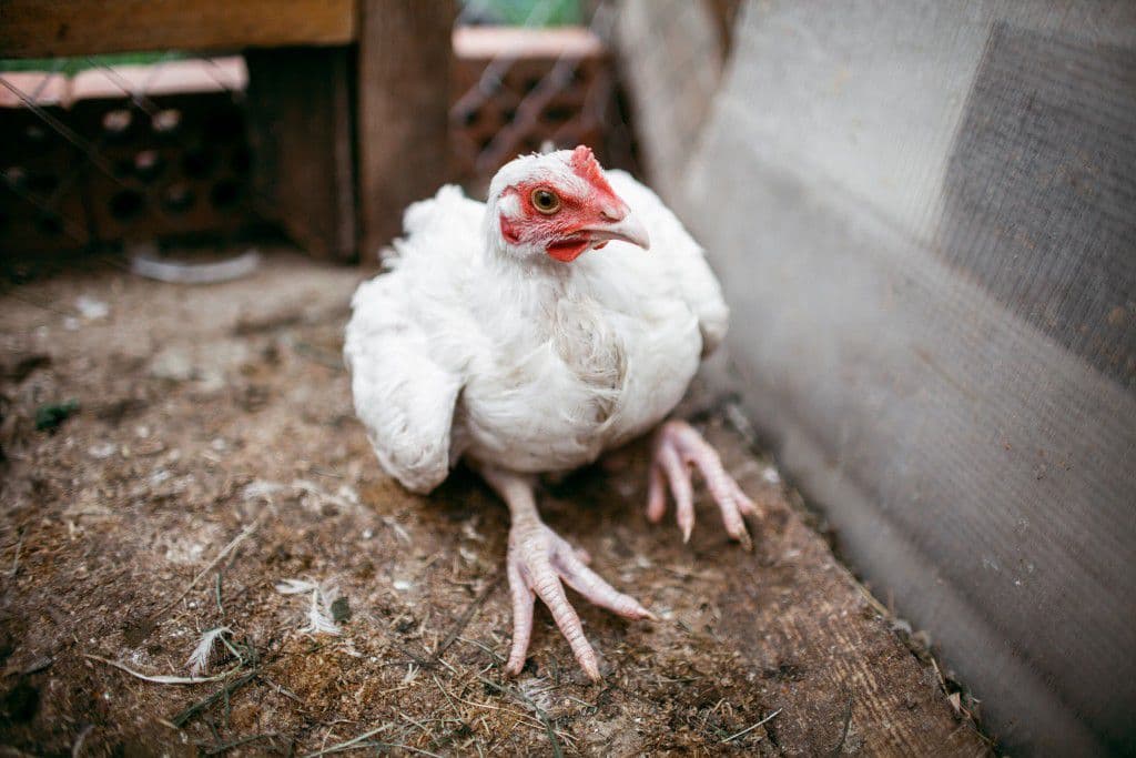 Курица не ест и сидит вялая: что делать и в чем может быть причина?