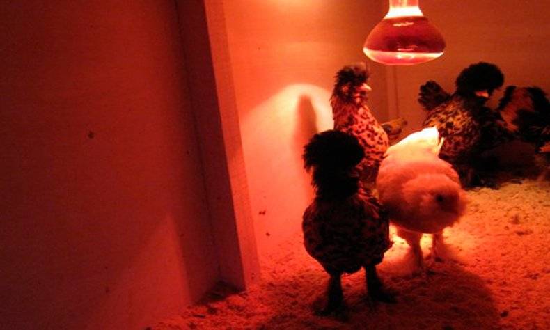 Освещение в курятнике для зимнего периода времени и для обогрева цыплят, таймер, система «Рассвет-Закат»