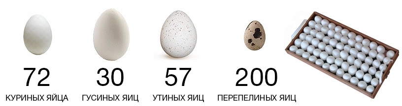 Сколько дней высиживает яйца цесарка