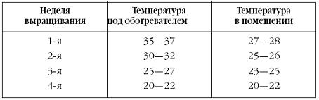 Температура содержания цыплят: таблица режима по дням для суточных птенцов и до двухмесячного возраста