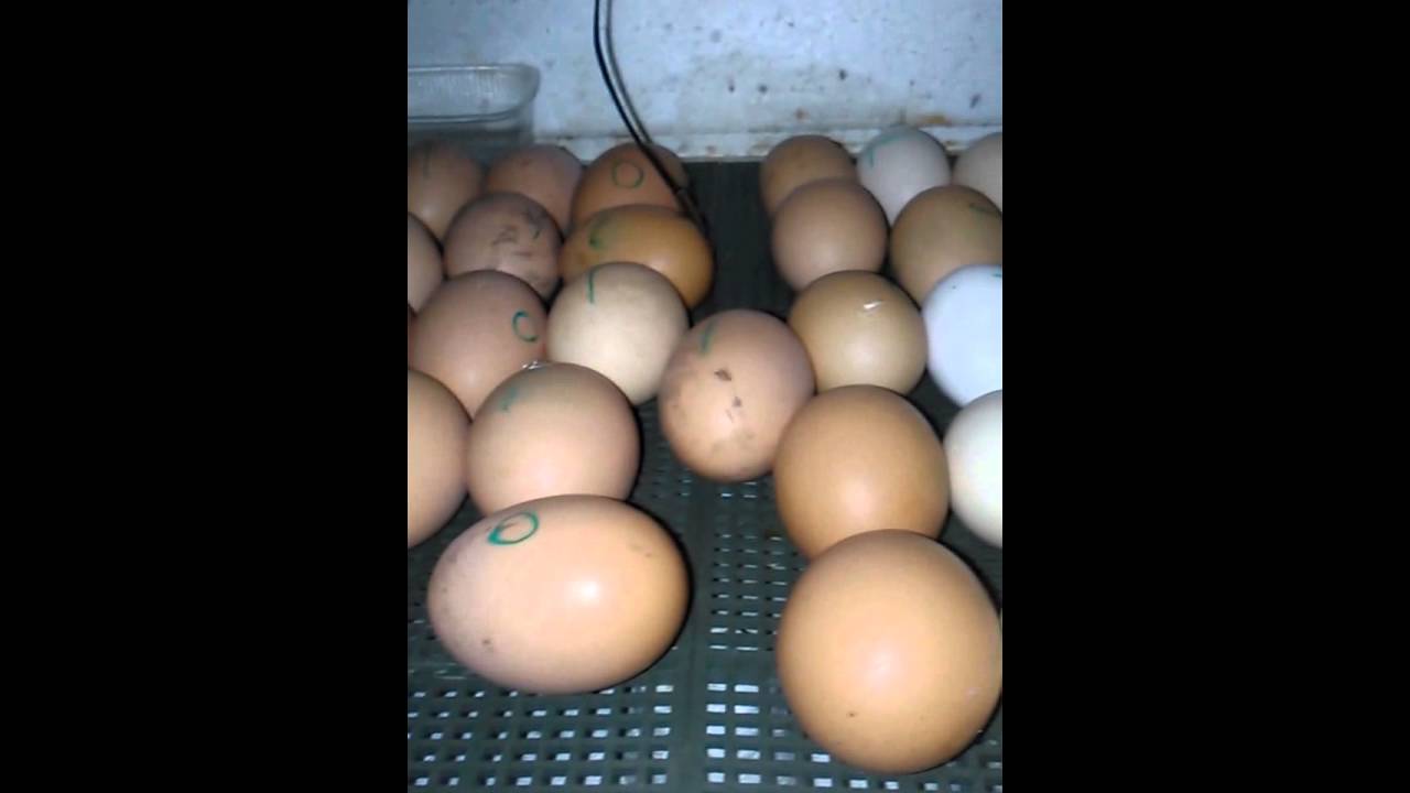 Вывод цыплят в инкубаторе в домашних условиях: отбор и закладка яиц, режимы температуры и влажности, ошибки
