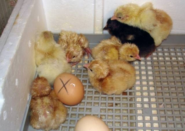 Как выращивать цыплят после инкубатора