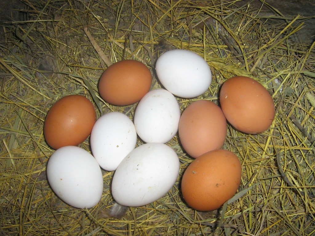 Какие куры несут двухжелтковые яйца