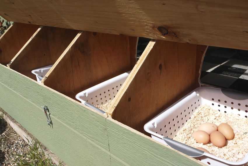 Гнезда с яйцесборником для кур несушек своими руками