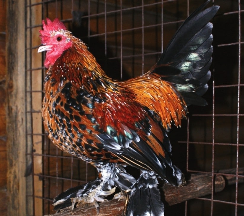 Эльзасская порода кур – описание с фото и видео