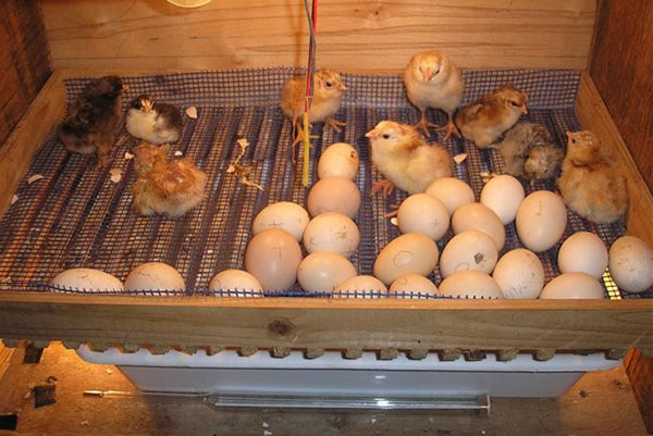 Перепелиные яйца из магазина в инкубаторе