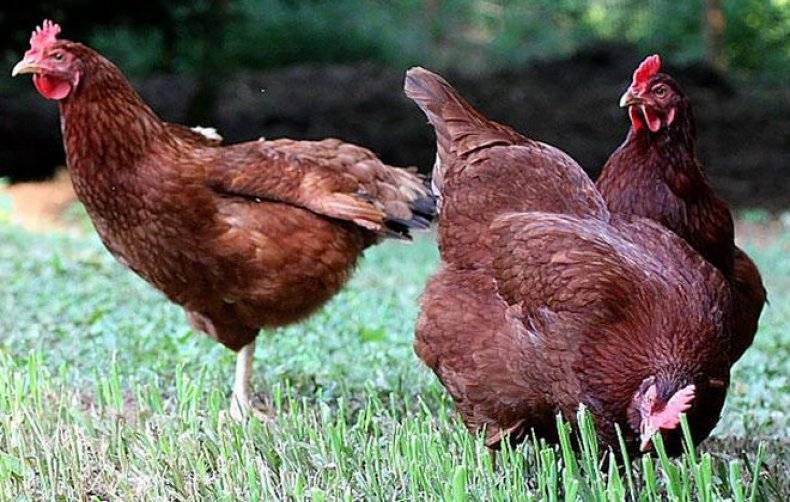 Бакей порода кур – описание с фото и видео