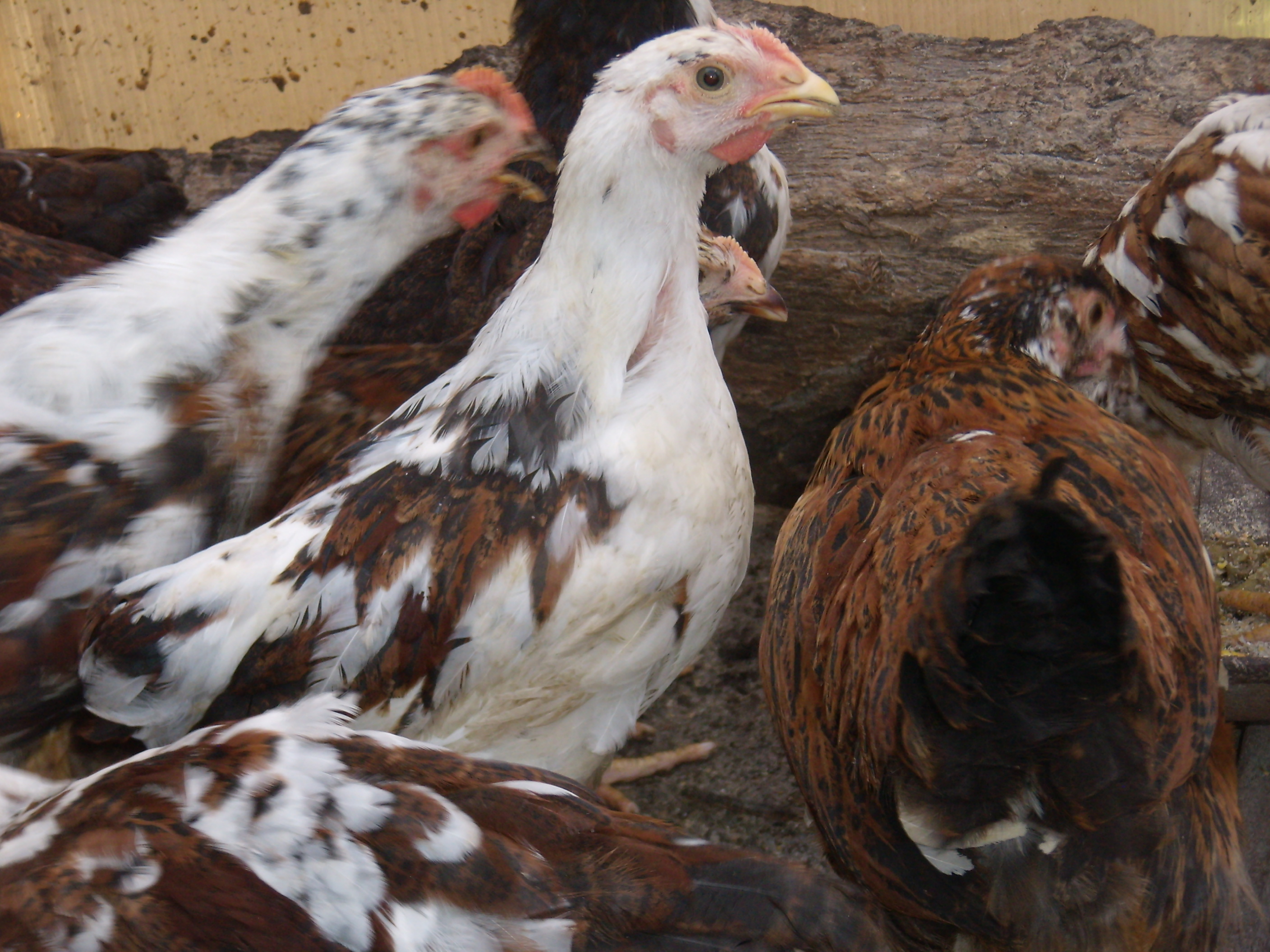 Ливенская порода кур – ситцевая, описание, фото и видео