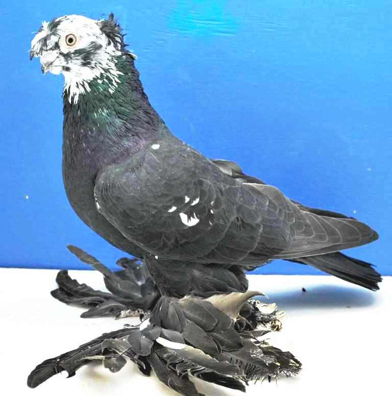 Дутыши – описание породы голубей, характеристика разновидностей