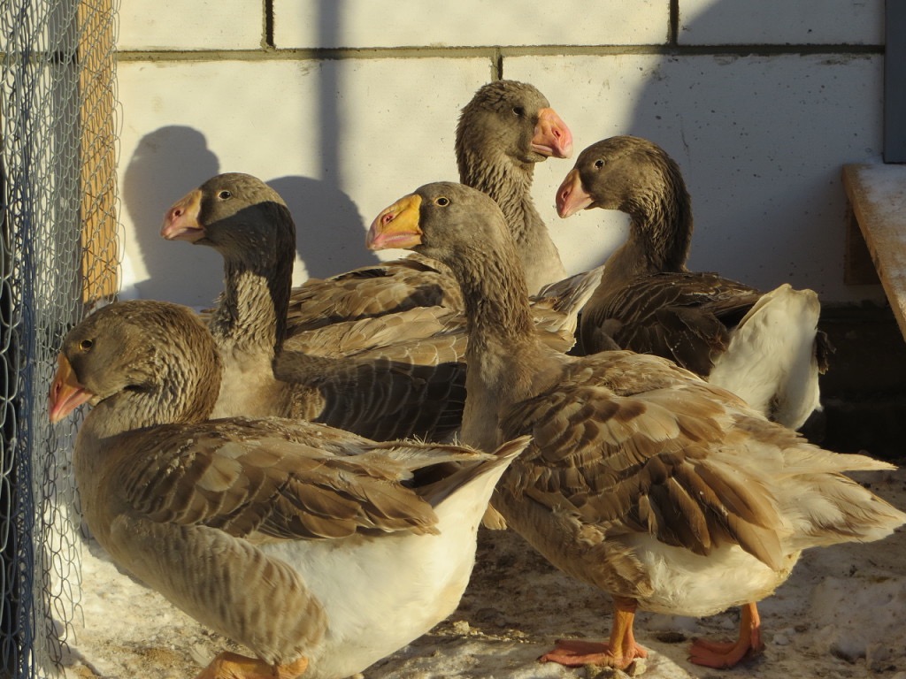Тульские бойцовые гуси – описание породы, особенности выращивания, продуктивность