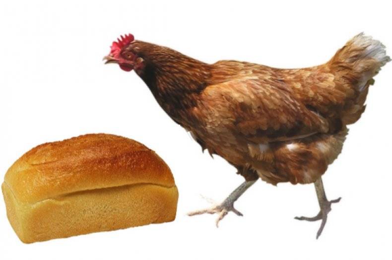 Можно ли кормить кур хлебом?