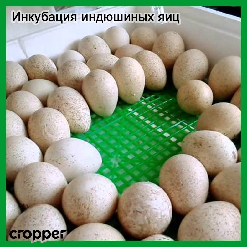 Естественная инкубация индюшиных яиц