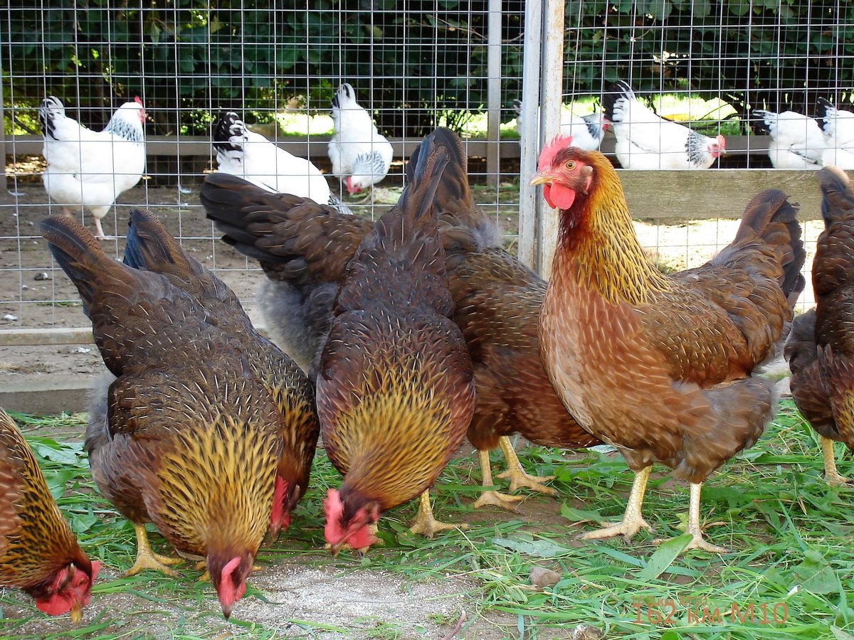 Вельзумер - мясо-яичная порода кур. Описание, содержание, выращивание и уход, кормление, инкубация