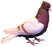 Снегири – декоративная порода голубей. Особенности и характеристики