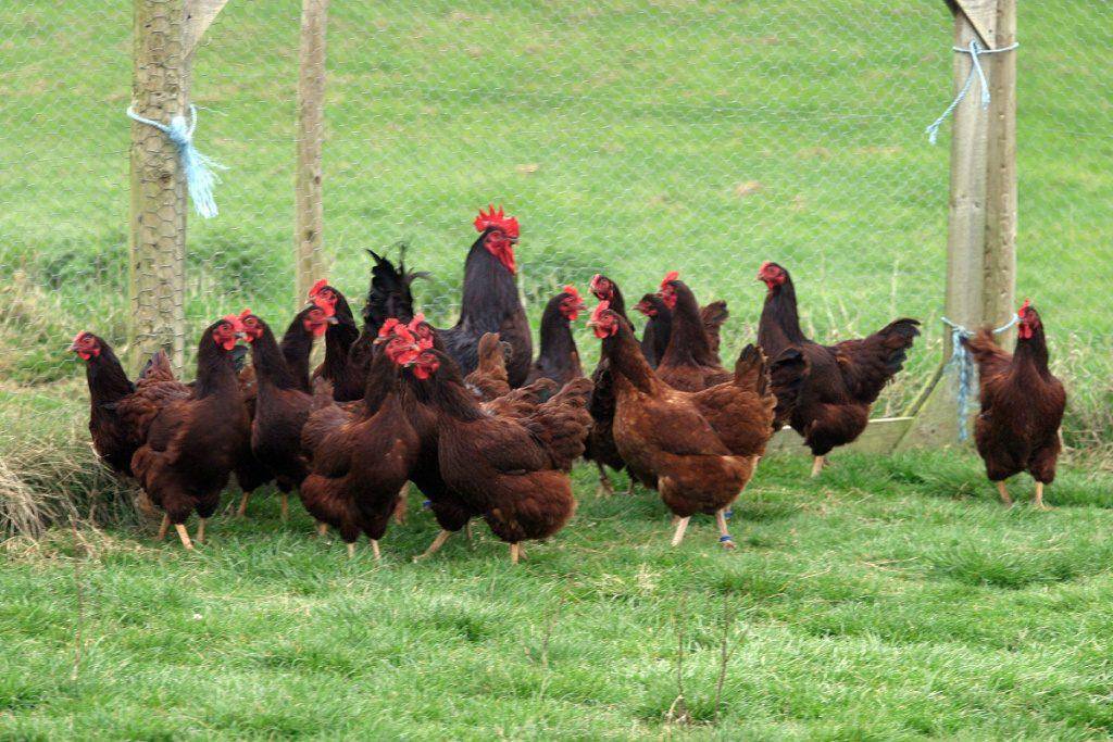 Ереванская порода кур – описание, фото и видео