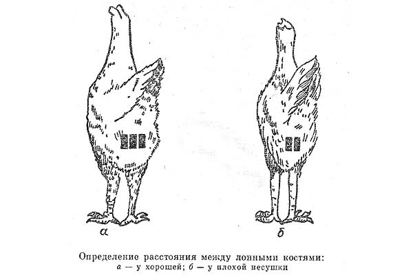 Как точно определить возраст курицы несушки: проверенные методики