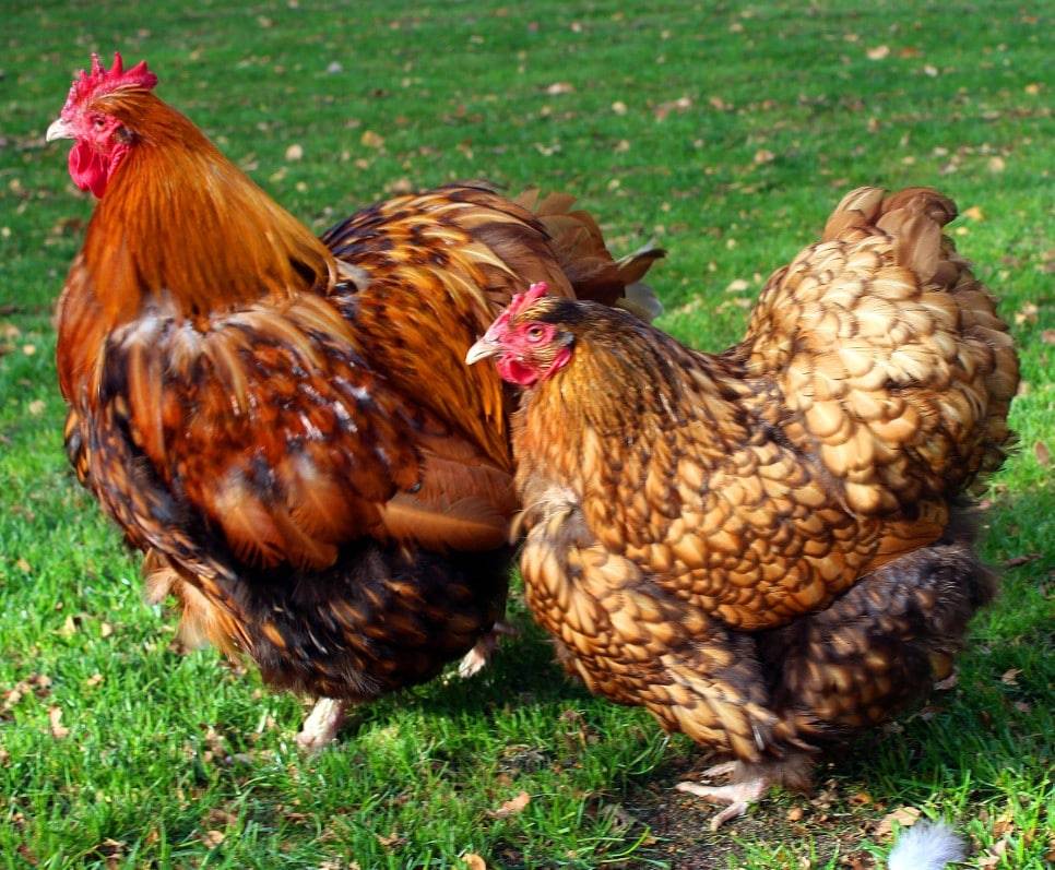3 лучшие породы кур двойного назначения: мясо и яйца