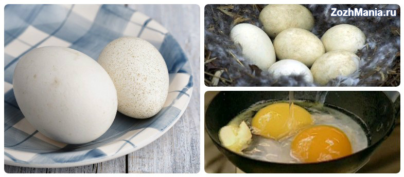 Какие бывают яичные породы гусей, можно ли их яйца употреблять в пищу