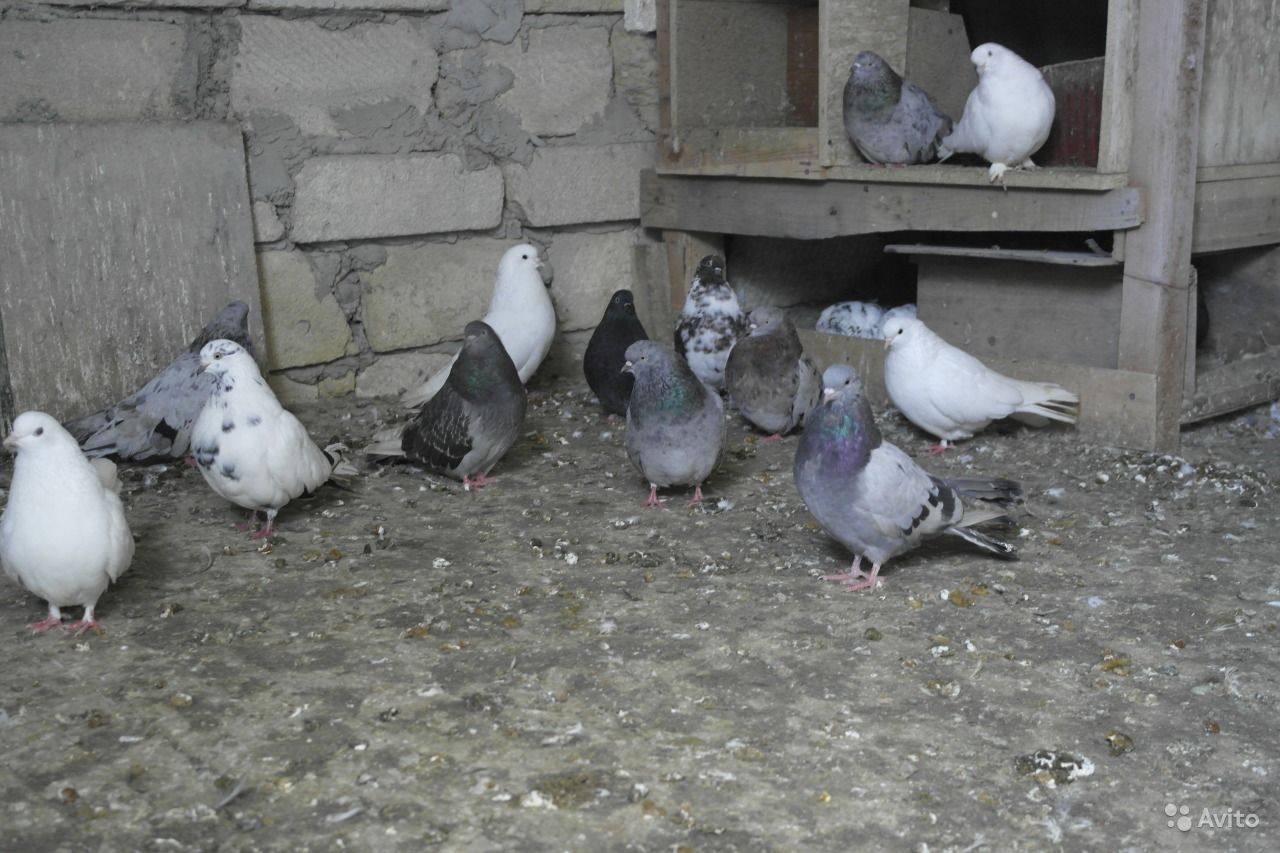 Выдающиеся украинские Николаевские голуби