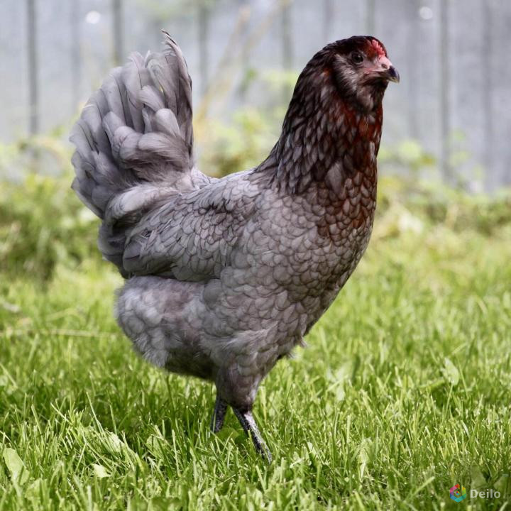 Амераукана порода кур – описание, фото и видео
