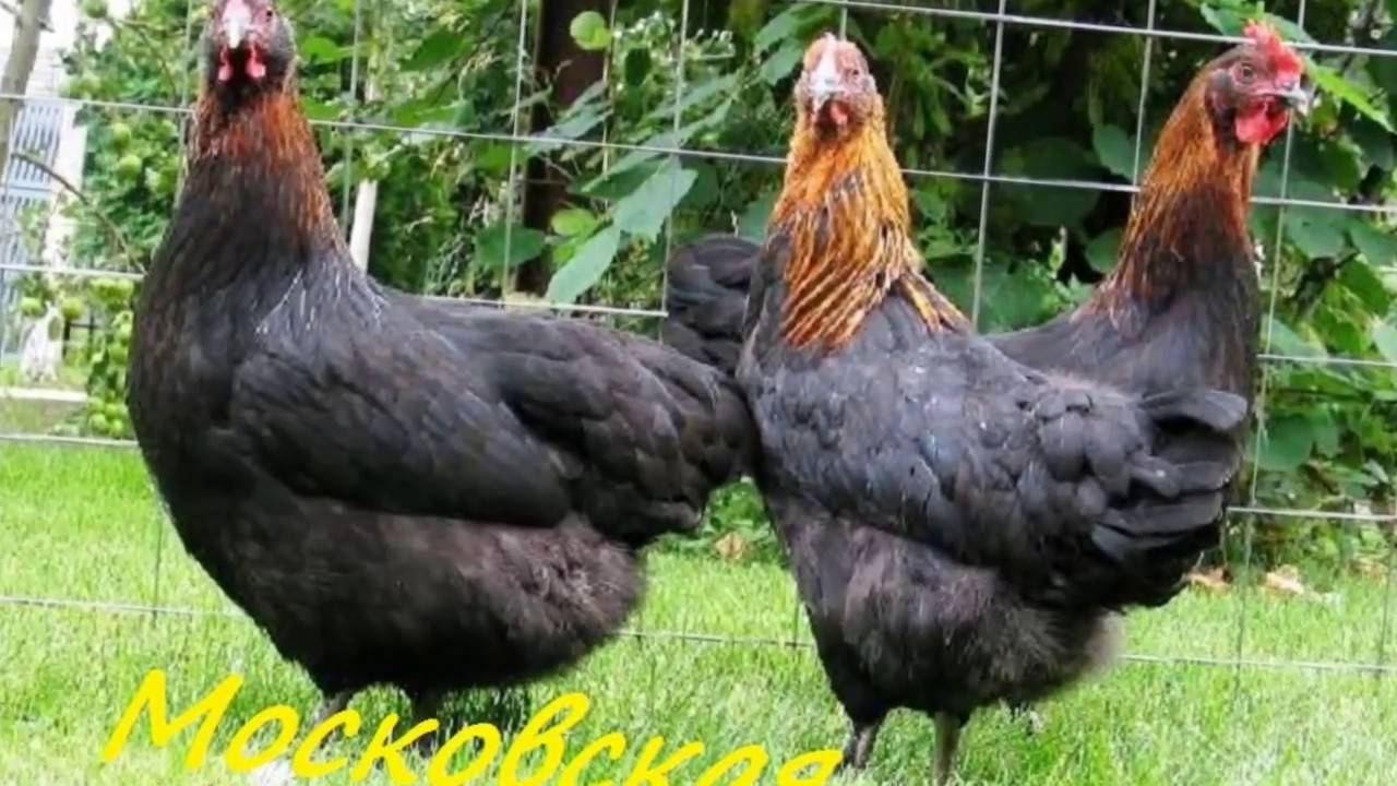 Моравские черные куры фото и описание породы
