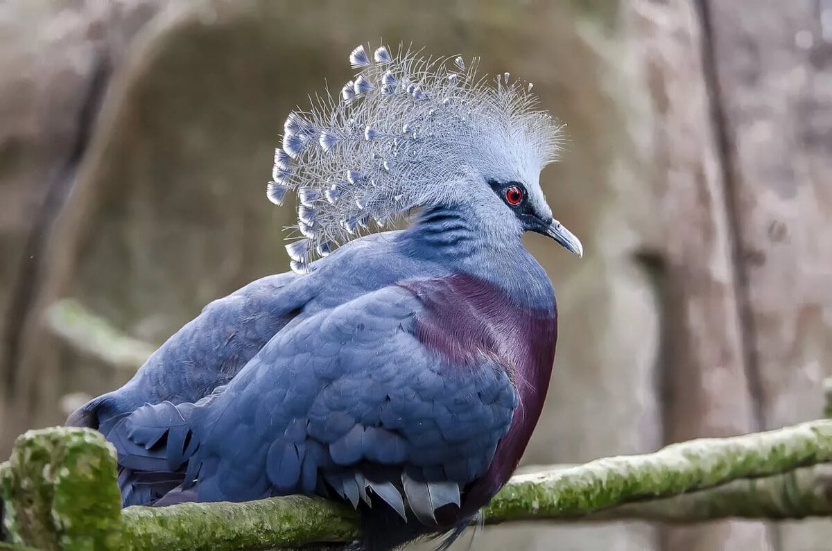 Породы голубей с перьями на лапах – внешний вид и достоинства самых необычных