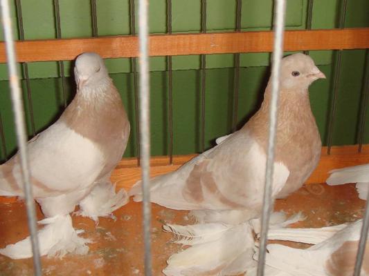 Агараны – описание и характеристики бойной породы голубей