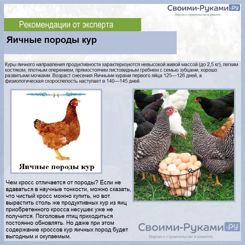 Кревкер - мясо-яичная порода кур. Описание, характеристики, разведение и содержание, кормление
